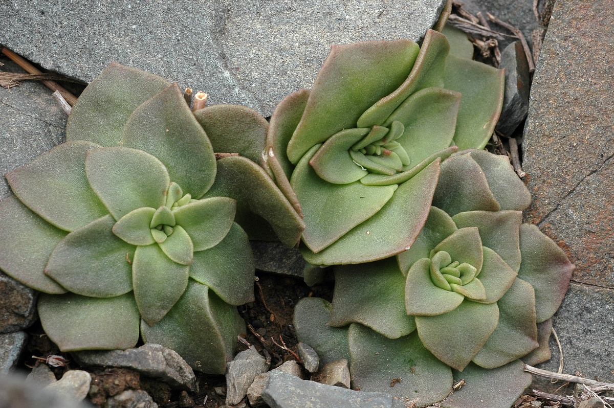 Image of Rosularia glabra specimen.