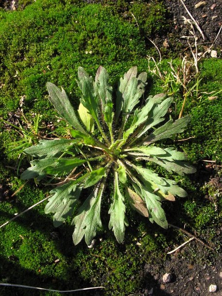 Image of Conyza canadensis specimen.