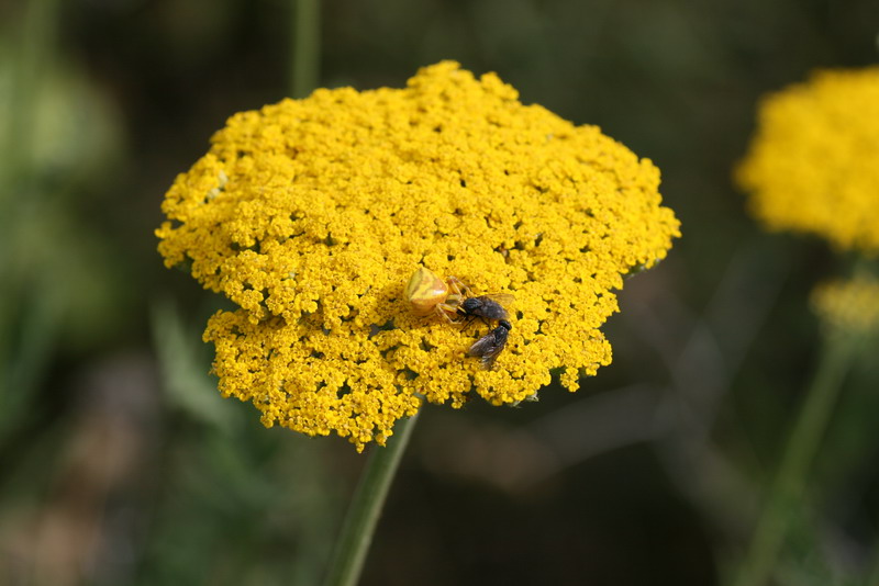 Изображение особи Achillea filipendulina.