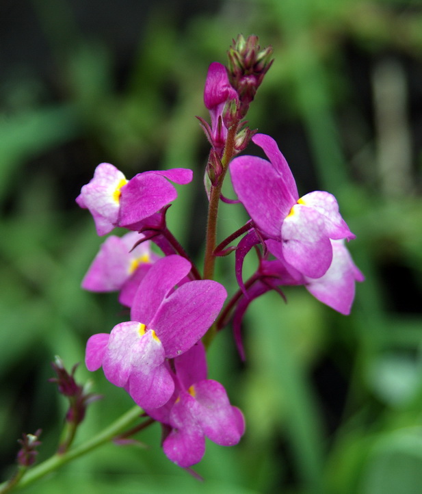 Изображение особи Linaria incarnata.