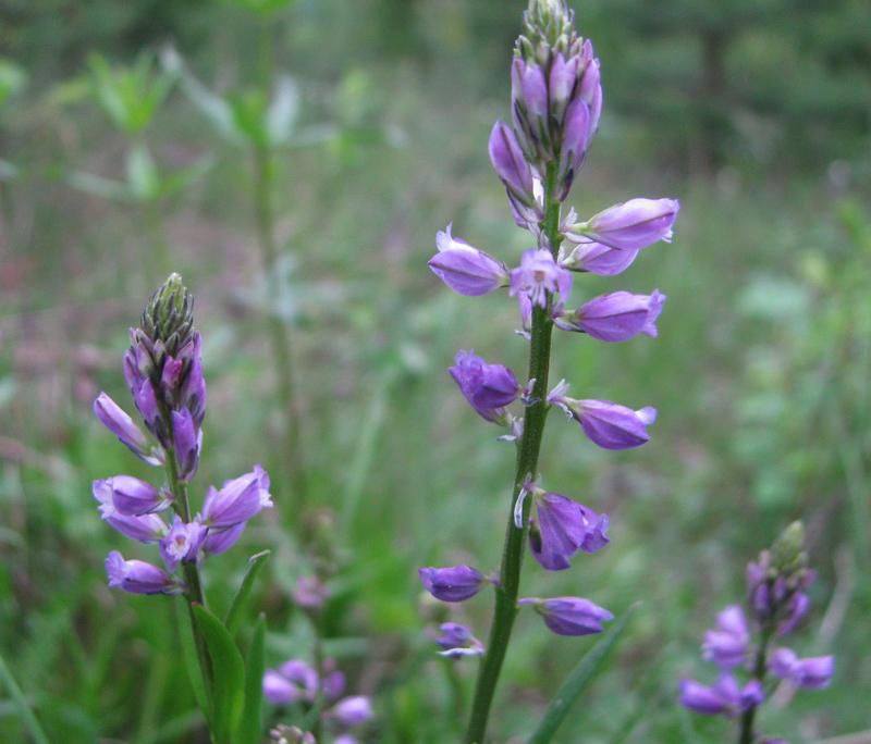 Изображение особи Polygala hybrida.