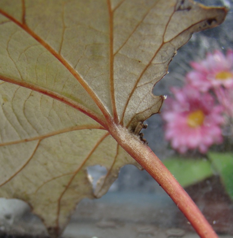 Image of genus Populus specimen.