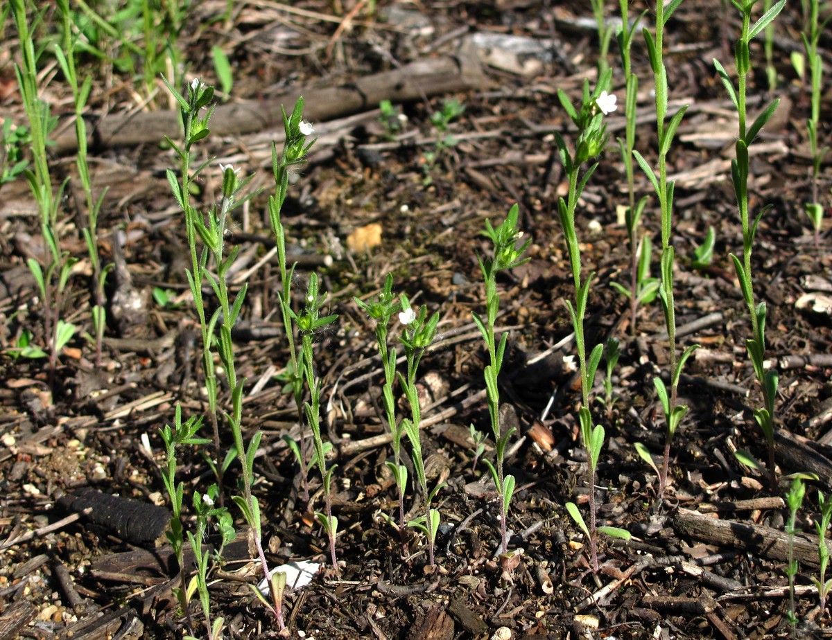 Image of Buglossoides arvensis specimen.