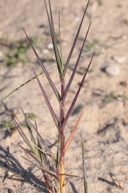 Image of Sporobolus pungens specimen.