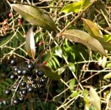 Ligustrum vulgare. Верхушка веточки со зрелым соплодием. Германия, г. Хаген (Hagen), пригород Хоенлимбург (Hohenlimburg), озеленение. Декабрь 2013 г.