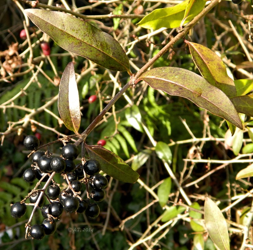 Image of Ligustrum vulgare specimen.