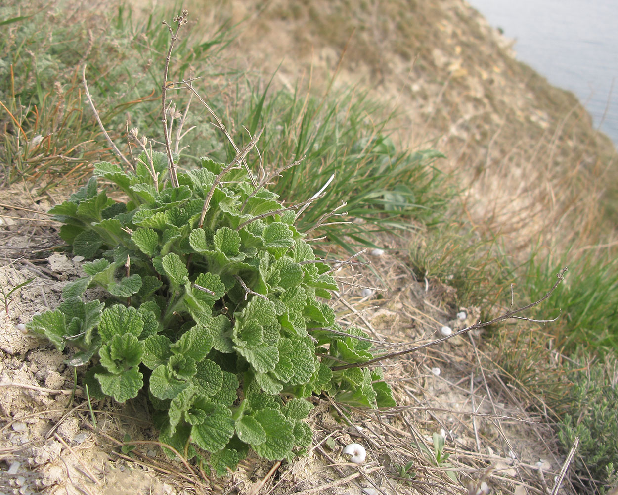 Image of Ballota nigra specimen.