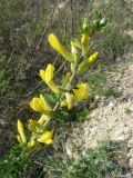 Chamaecytisus ruthenicus