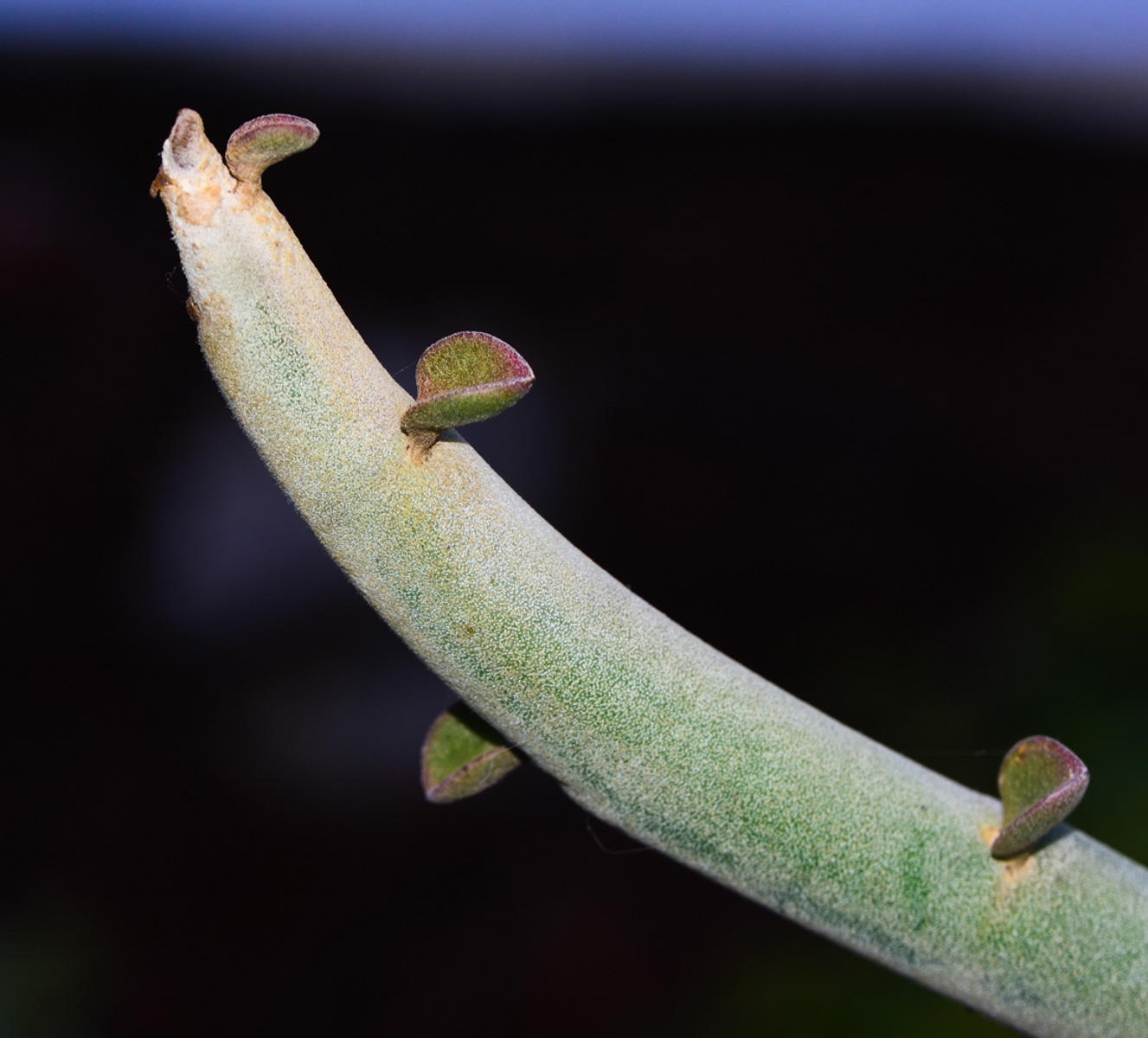 Изображение особи Euphorbia lomelii.