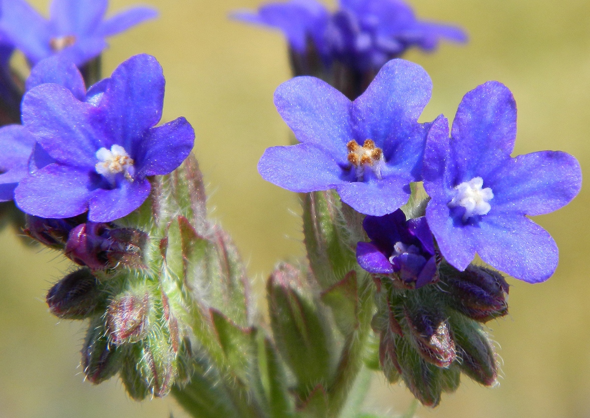 Image of Anchusa officinalis specimen.