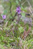 Dactylorhiza psychrophila. Цветущее растение. Кольский п-ов, Хибины, влажный берег р. Кунийок. 27.07.2015.