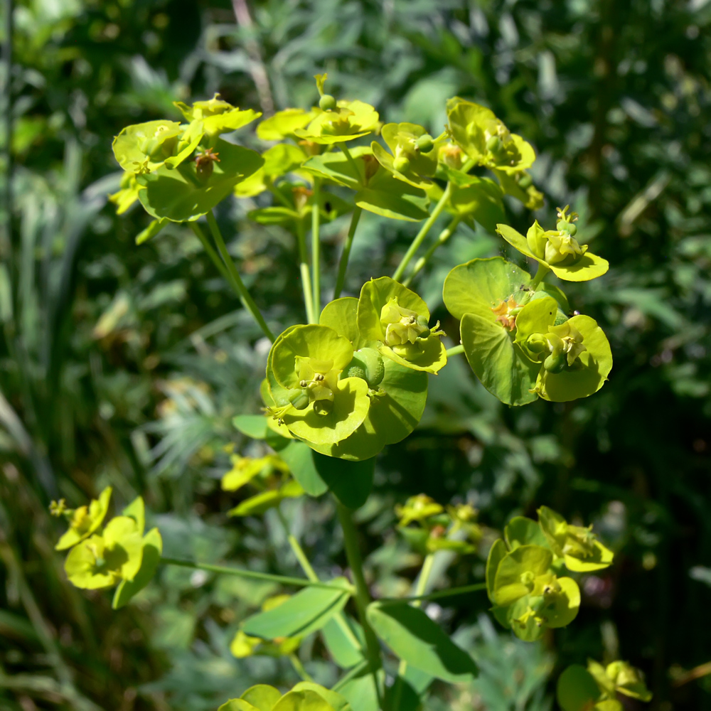 Изображение особи Euphorbia virgata.