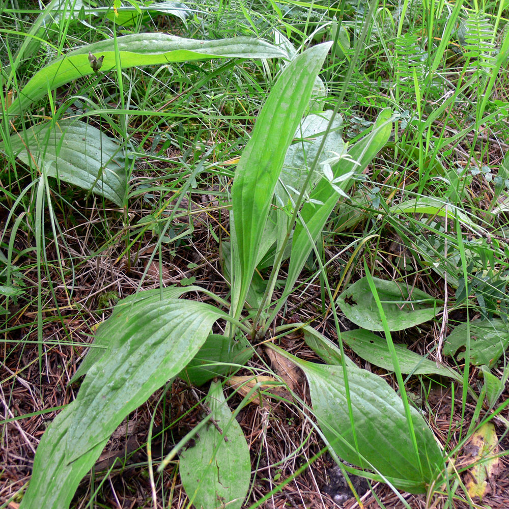 Image of Plantago urvillei specimen.