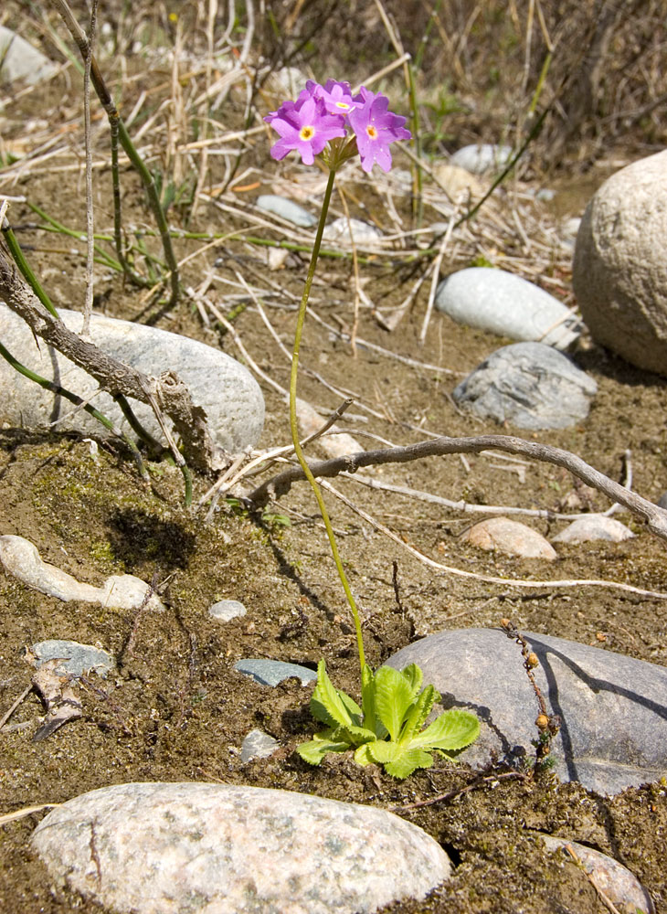 Image of Primula algida specimen.