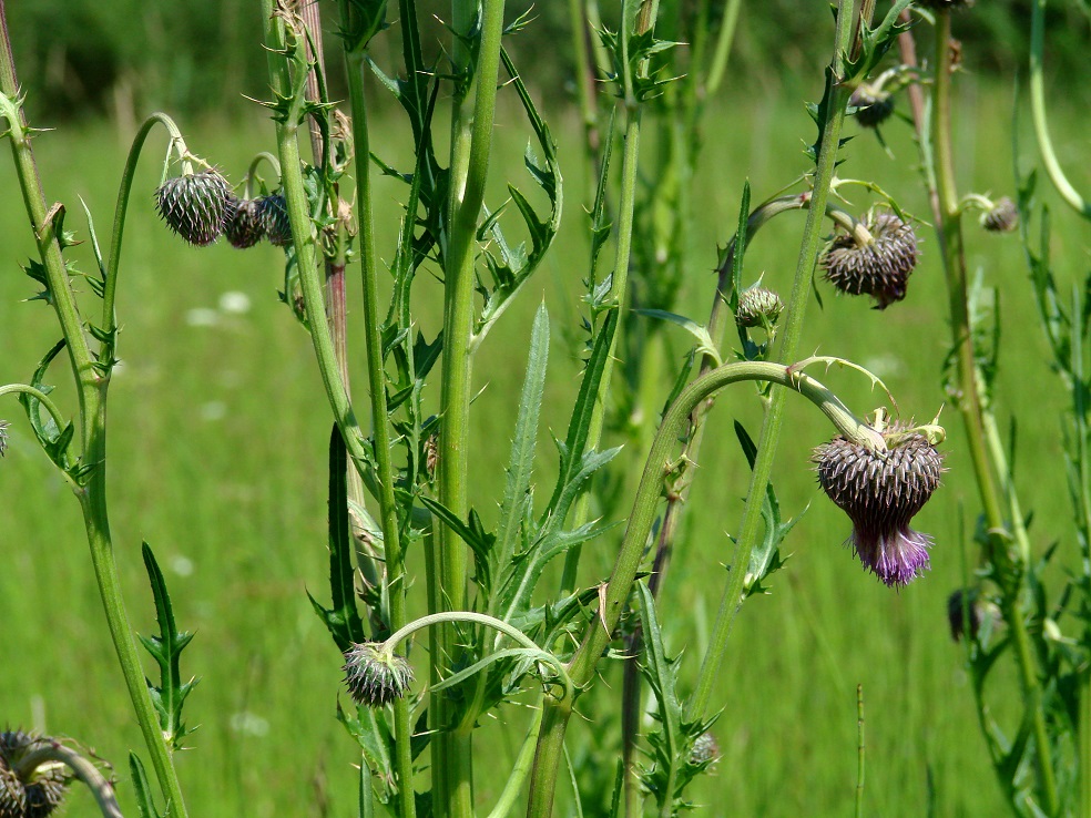 Image of Cirsium pendulum specimen.