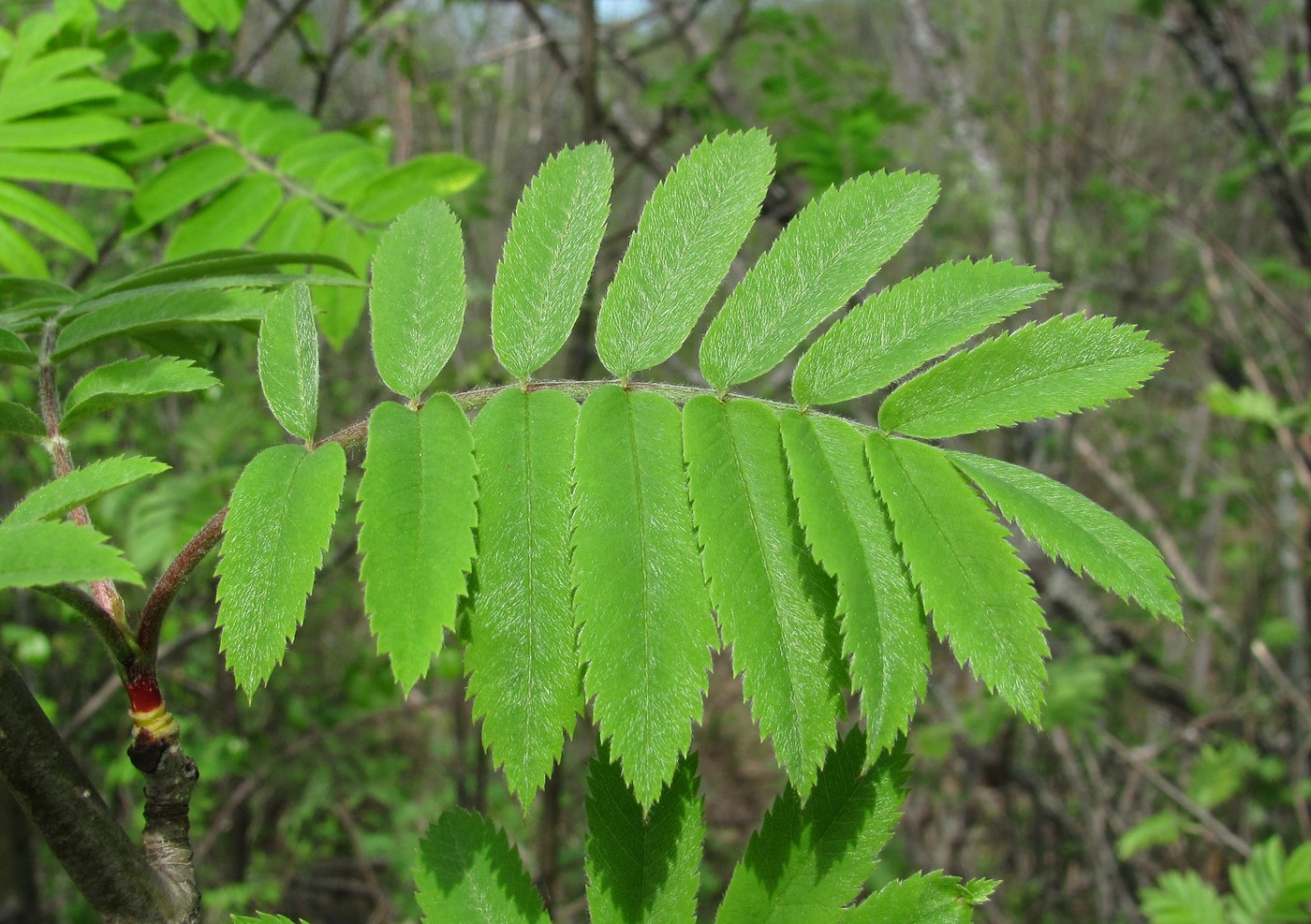 Image of Sorbus aucuparia specimen.