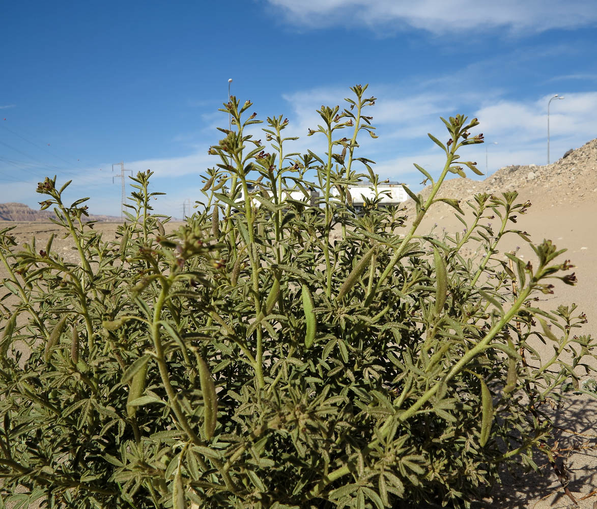 Image of Cleome amblyocarpa specimen.