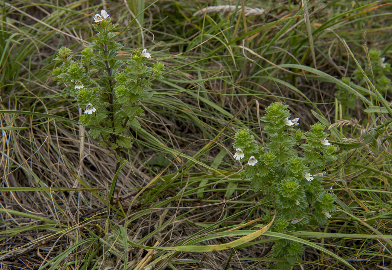 Image of Euphrasia maximowiczii specimen.