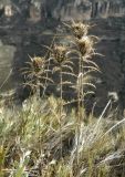 Atractylis humilis. Верхушки растений с прошлогодними соплодиями. Испания, Кастилия-Ла-Манча, окр. г. Cuenca, горный склон. Январь 2016 г.