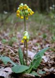 Primula veris. Цветущее растение на поляне в лиственном лесу. Украина, Киев, заказник \"Лесники\". 26 апреля 2007 г.
