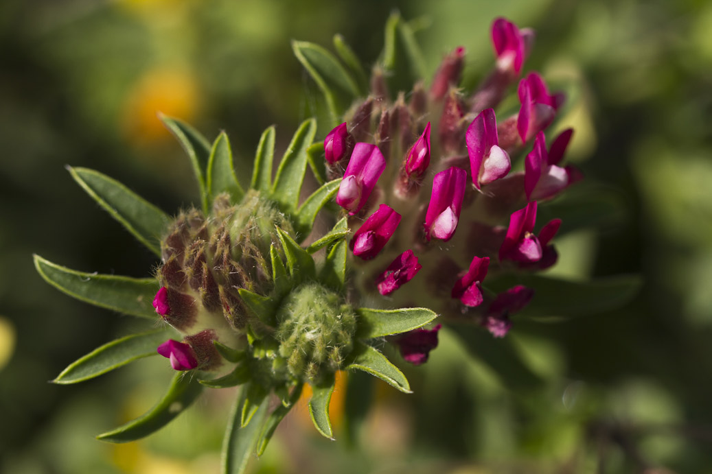 Image of Anthyllis vulneraria ssp. rubriflora specimen.