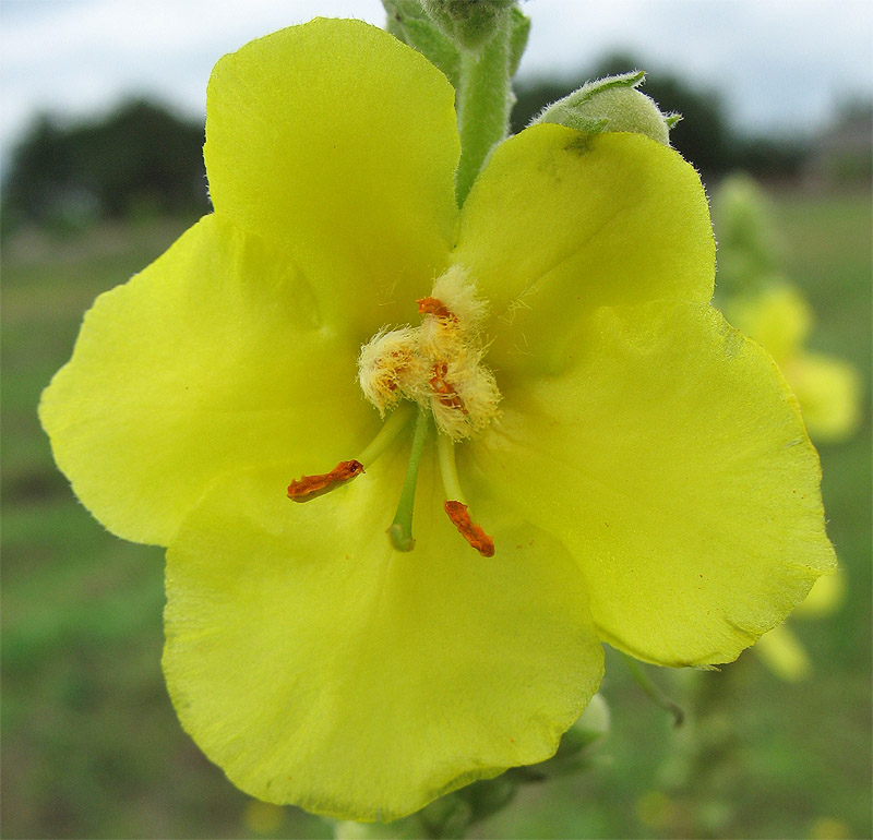 Изображение особи Verbascum phlomoides.