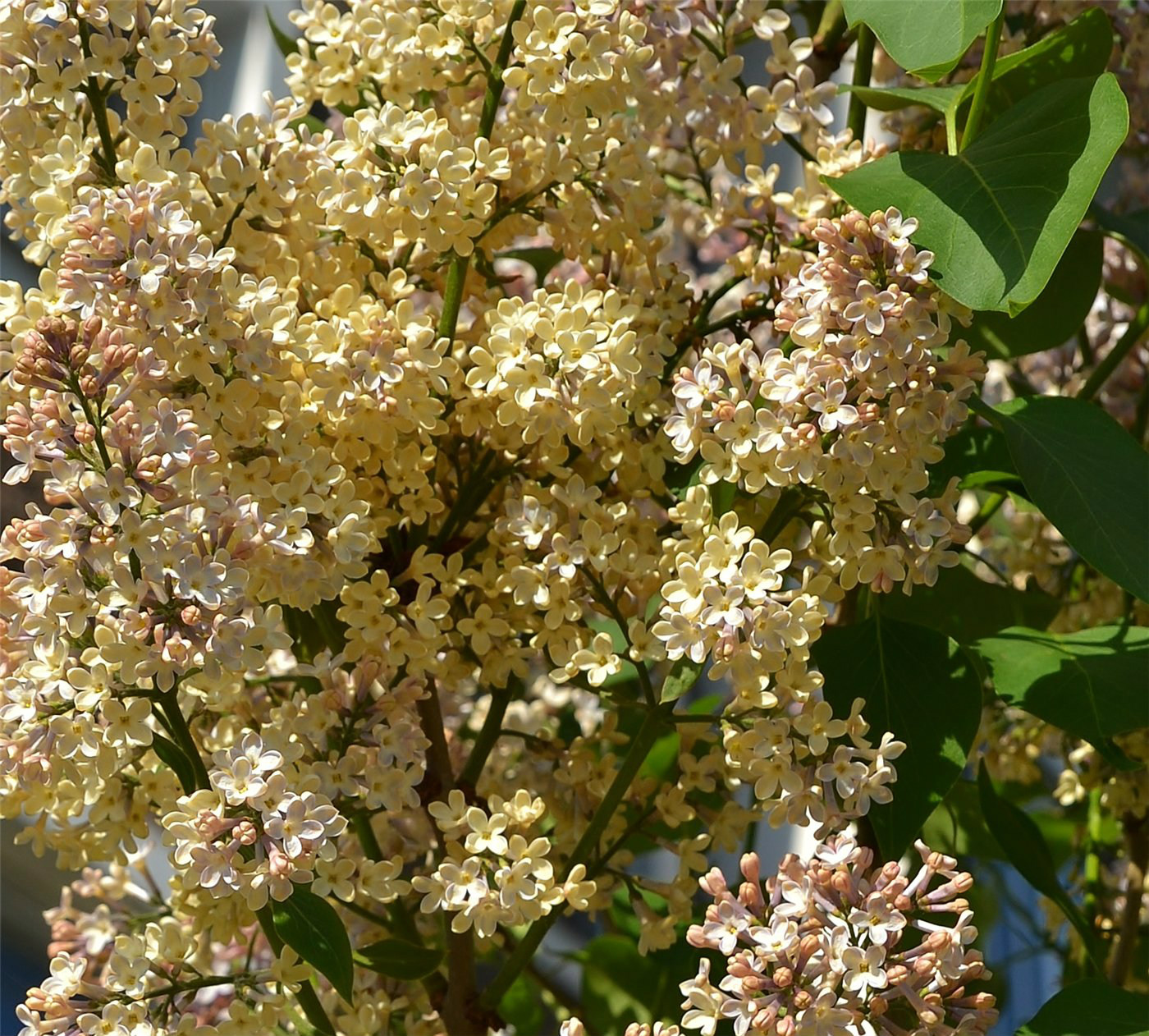 Image of Syringa vulgaris specimen.