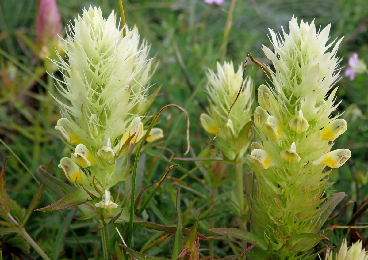 Image of Melampyrum argyrocomum specimen.