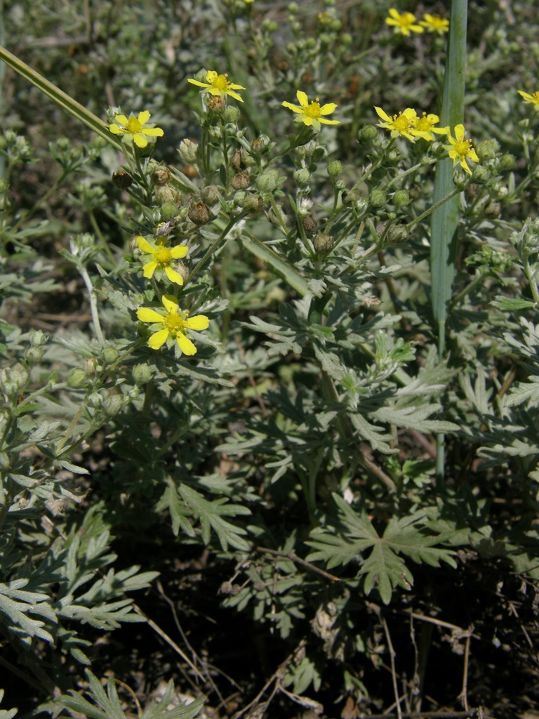 Изображение особи Potentilla argentea.