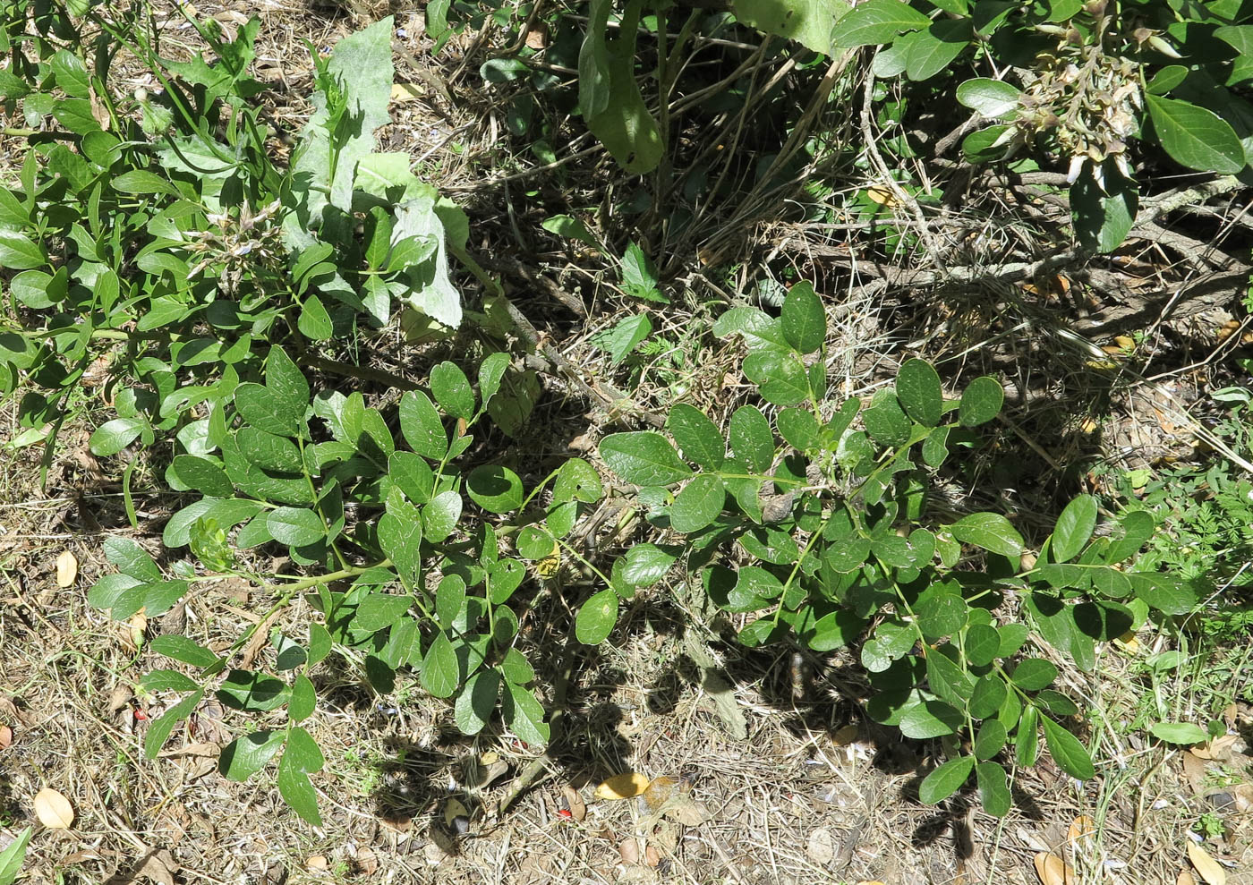 Изображение особи Sophora secundiflora.