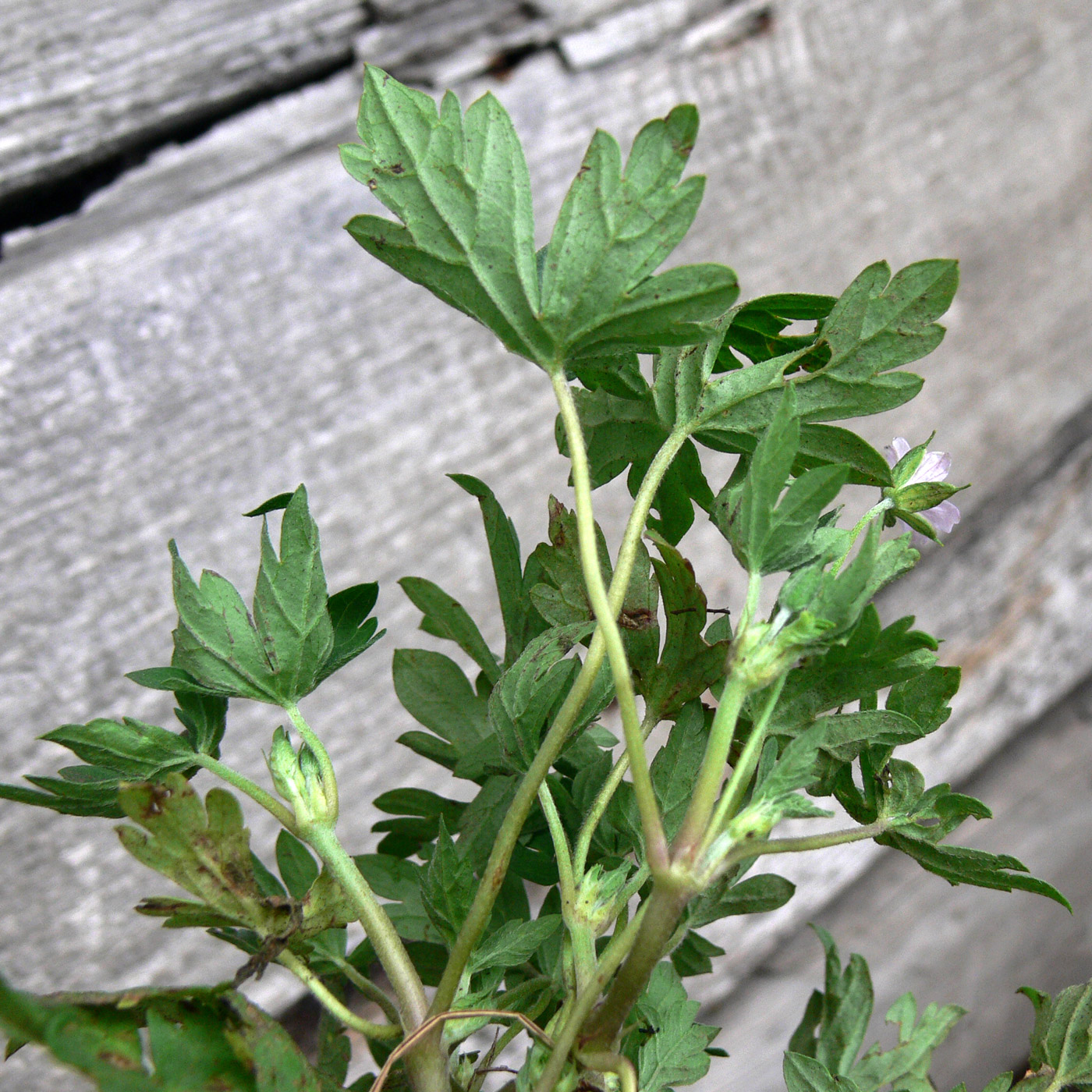 Image of Geranium sibiricum specimen.