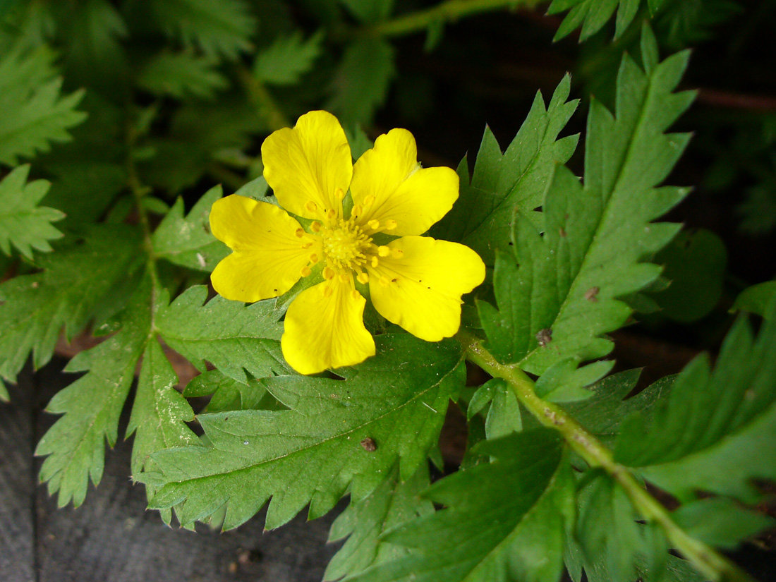 Image of Potentilla anserina specimen.