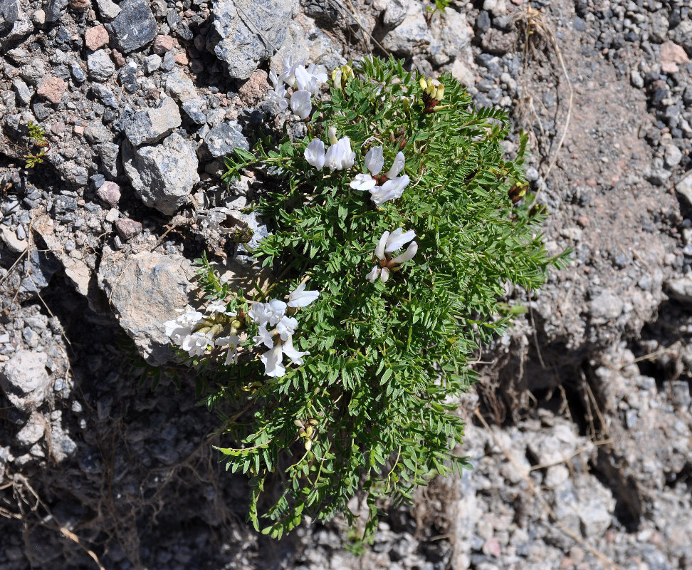 Изображение особи Astragalus frickii.