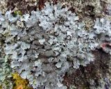 Смотреть изображение Parmelia saxatilis