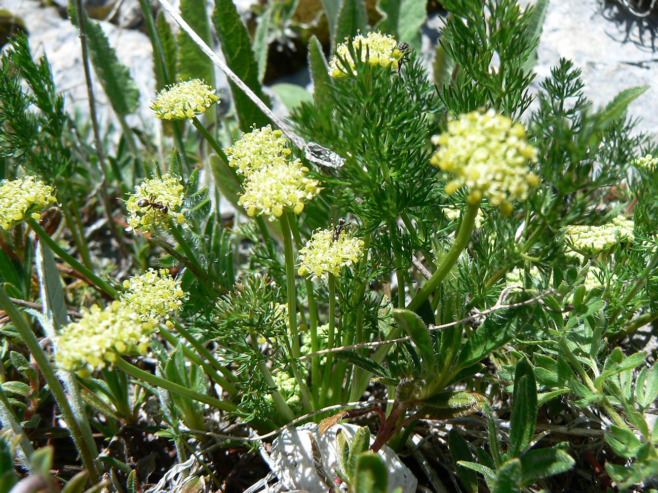 Image of Chamaesciadium acaule specimen.