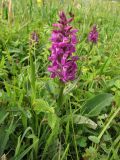 Dactylorhiza × aschersoniana