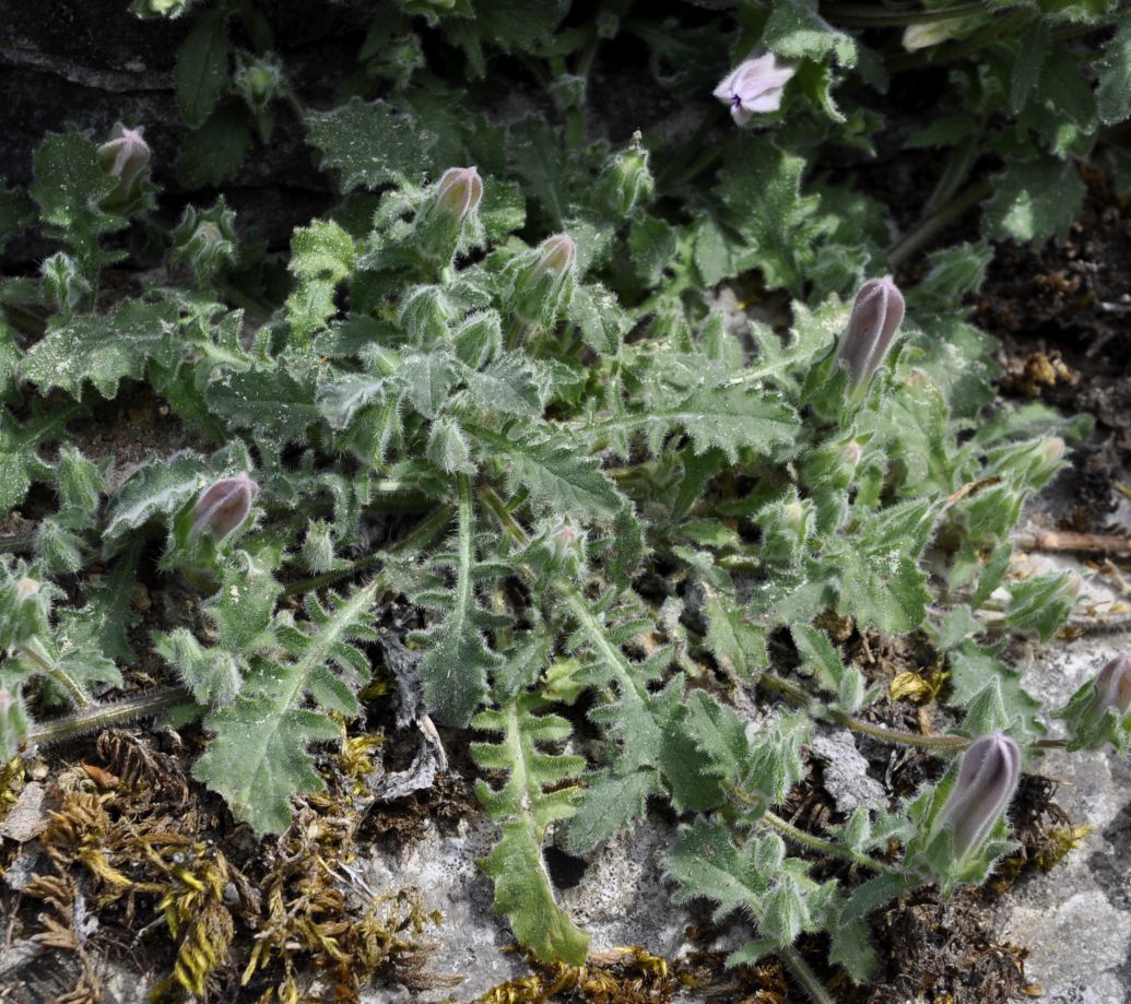 Изображение особи Campanula rupestris.