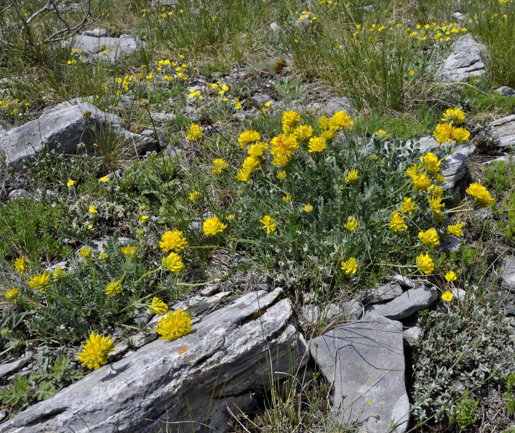 Изображение особи Anthyllis aurea.