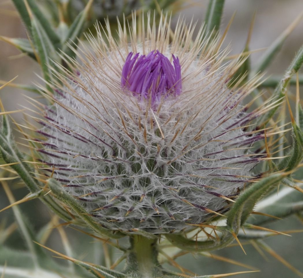 Image of Cirsium eriophorum specimen.