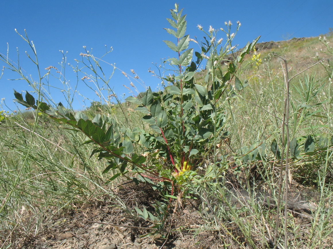 Image of Astragalus subbarbellatus specimen.