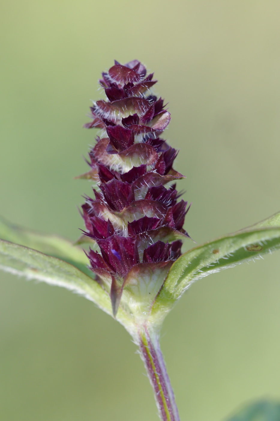 Изображение особи Prunella vulgaris.