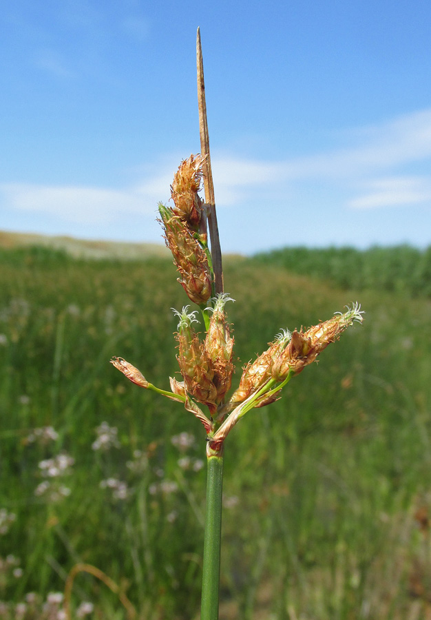 Image of Schoenoplectus tabernaemontani specimen.