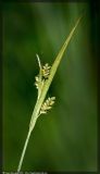 Carex pallescens. Соцветие. Республика Татарстан, Волжско-Камский заповедник, 06.07.2008.