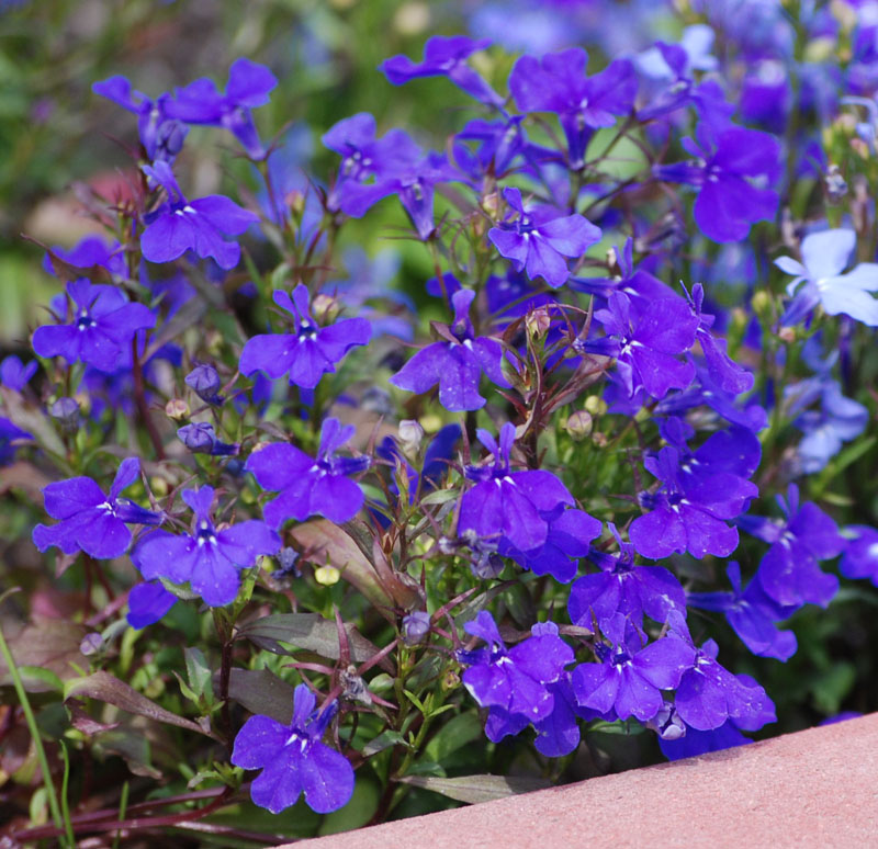 Image of Lobelia erinus specimen.