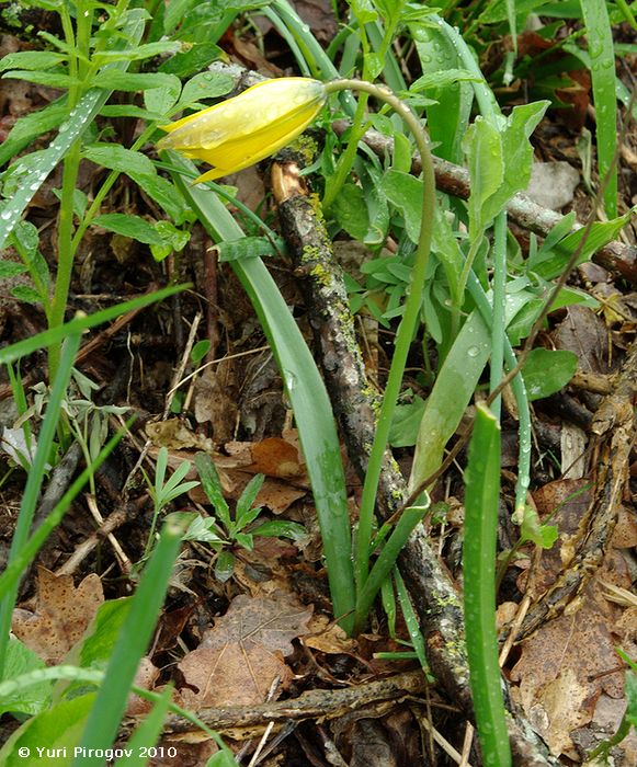 Image of Tulipa biebersteiniana specimen.