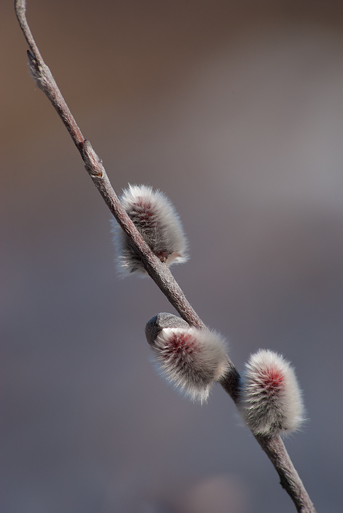 Image of Salix lapponum specimen.