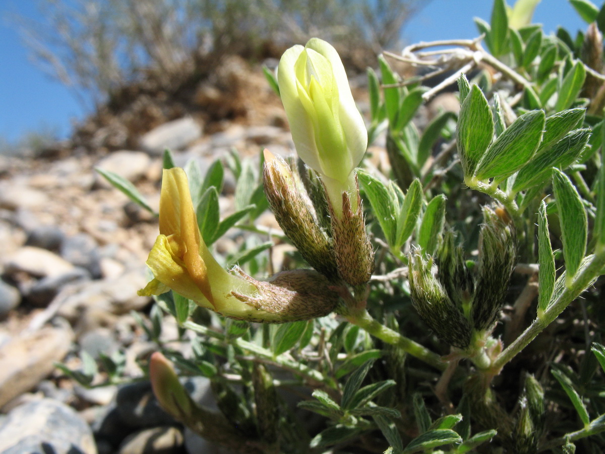 Image of genus Astragalus specimen.