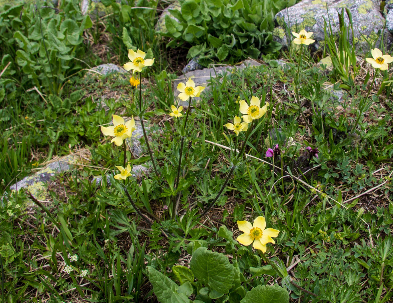 Image of Anemonastrum speciosum specimen.