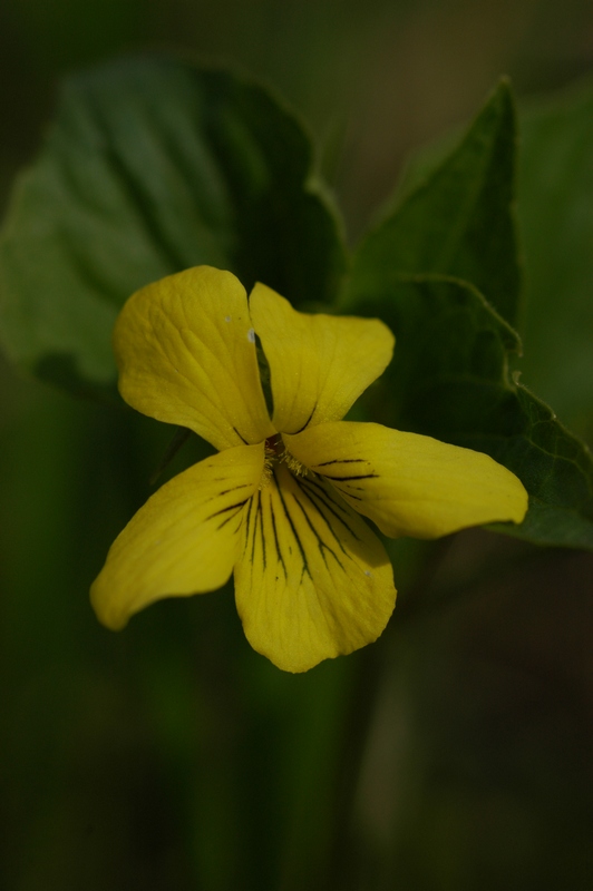 Image of Viola acutifolia specimen.