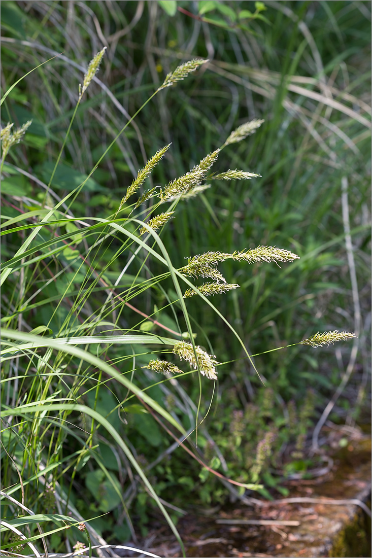 Image of Anthoxanthum amarum specimen.